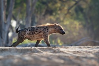 Hyena skvrnita - Crocuta crocuta - Spotted Hyena o8227
